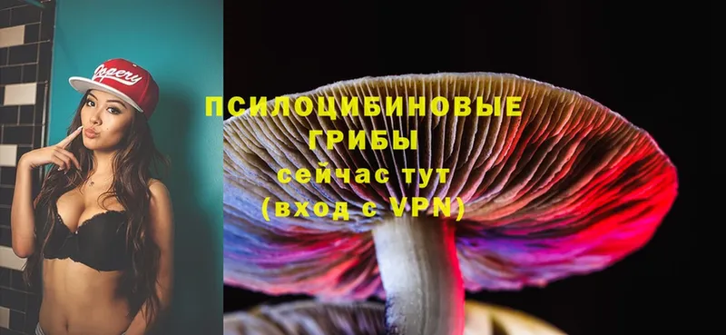 Галлюциногенные грибы Cubensis Ардатов